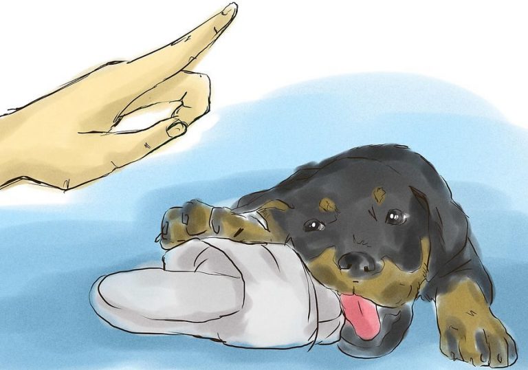 Entrenar Un Cachorro 5 Consejos Para Entrenar Un ROTTWEILER