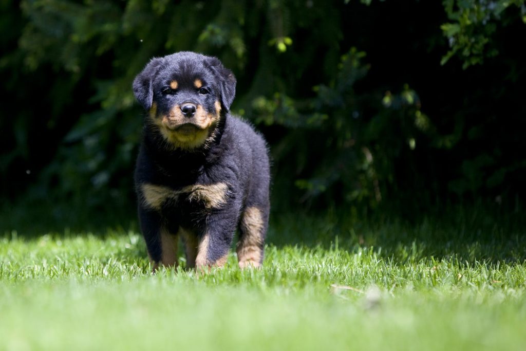 Videos de Rottweiler