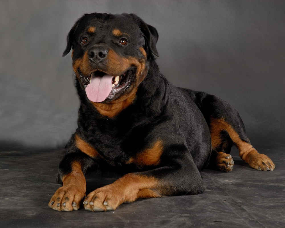 Fotos de Rottweiler